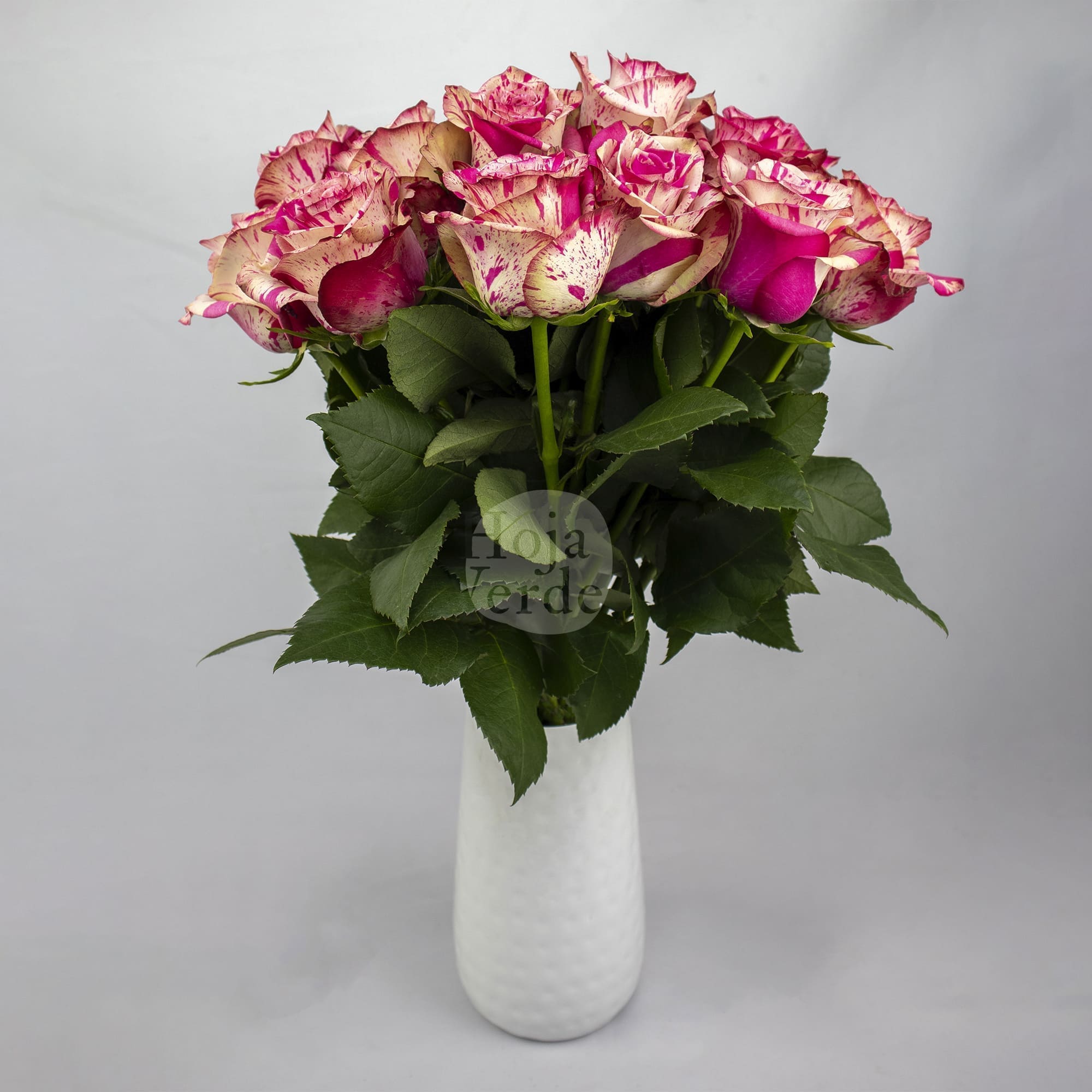 Magic Times rose by Hoja Verde – cream rose marbled with soft pink