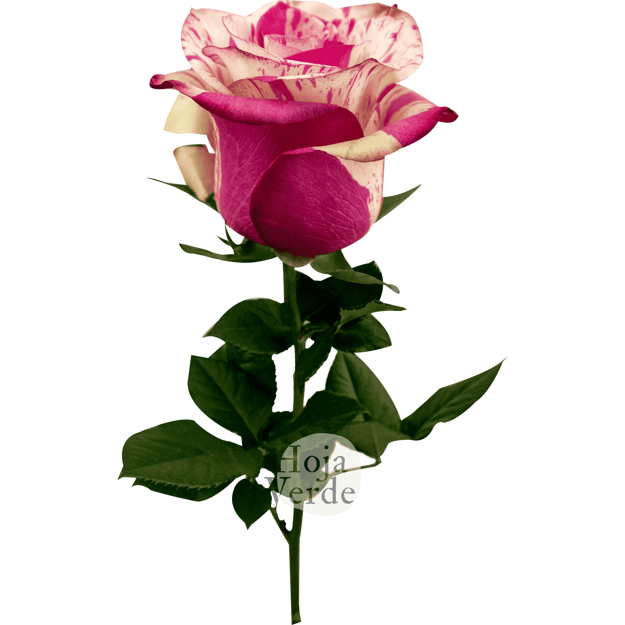 Magic Times rose by Hoja Verde – cream rose marbled with soft pink