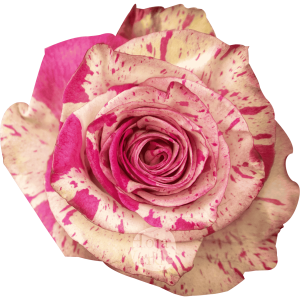 Magic Times rose by Hoja Verde – cream rose marbled with soft pink