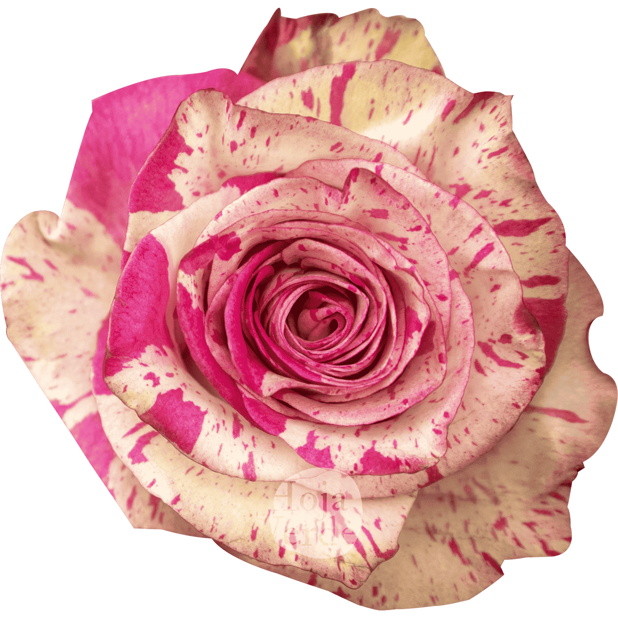 Magic Times rose by Hoja Verde – cream rose marbled with soft pink
