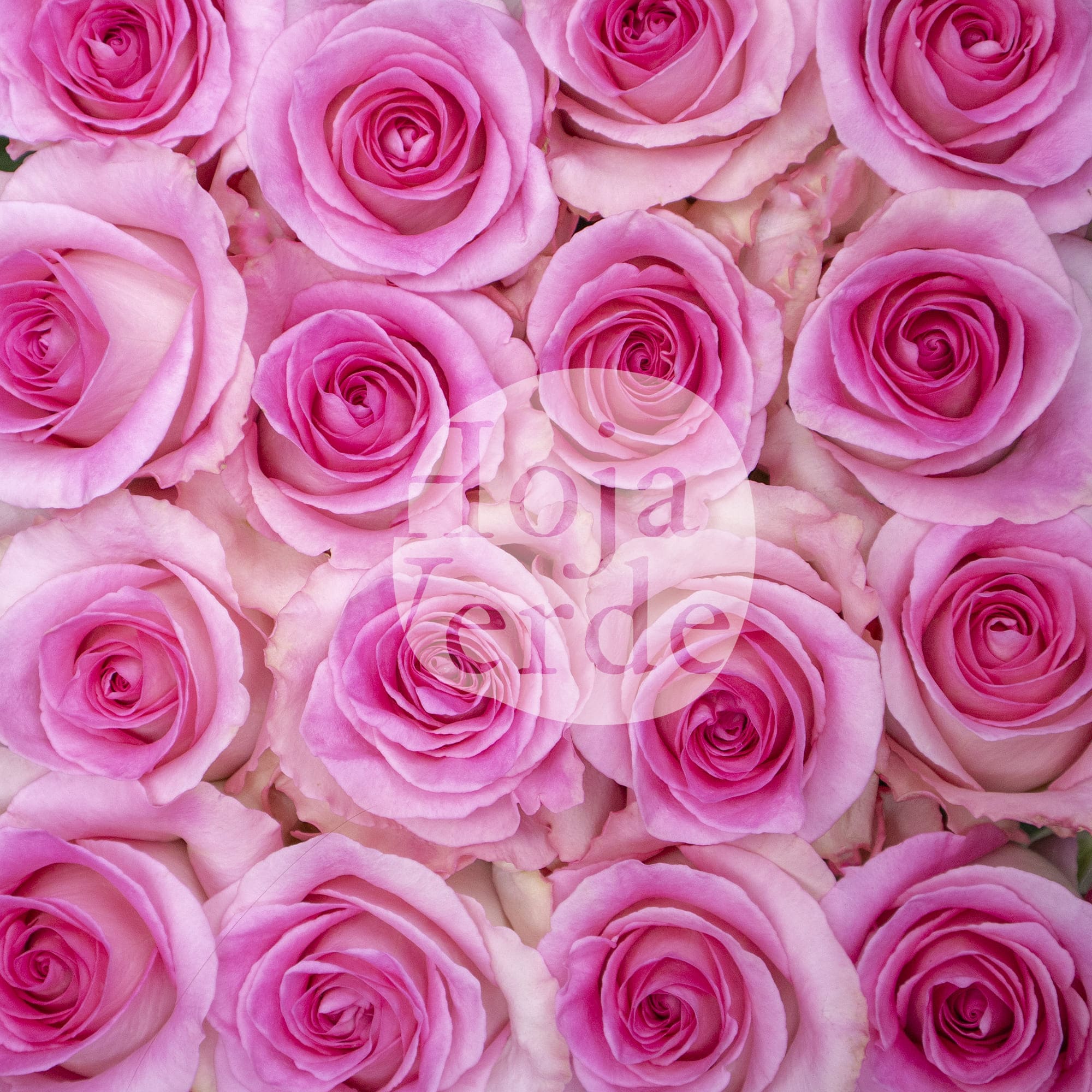 Mandala rose by Hoja Verde, a slightly bicolored Ecuadorian variety with vibrant bubblegum pink petals and soft pink outer edges.