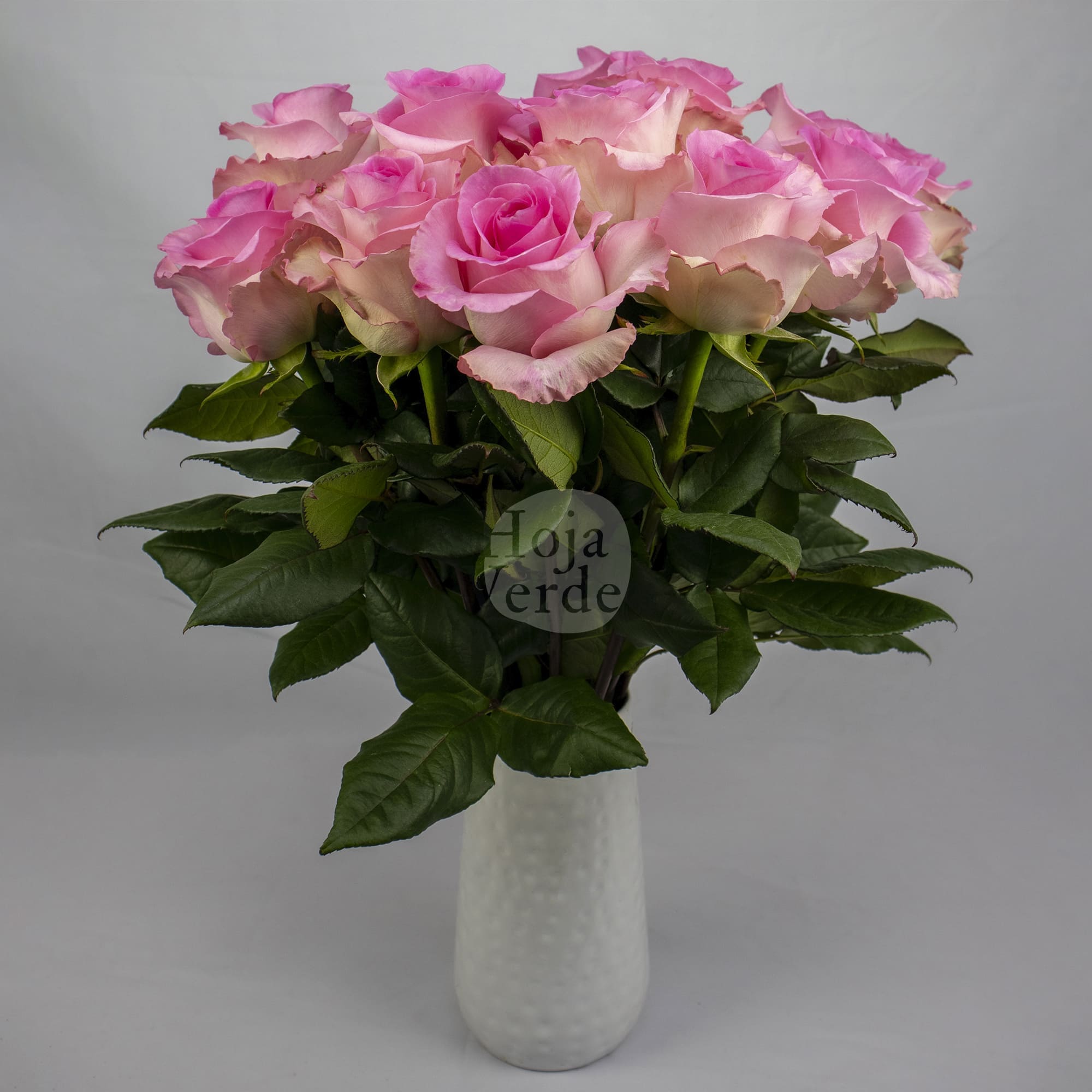 Mandala rose by Hoja Verde, a slightly bicolored Ecuadorian variety with vibrant bubblegum pink petals and soft pink outer edges.