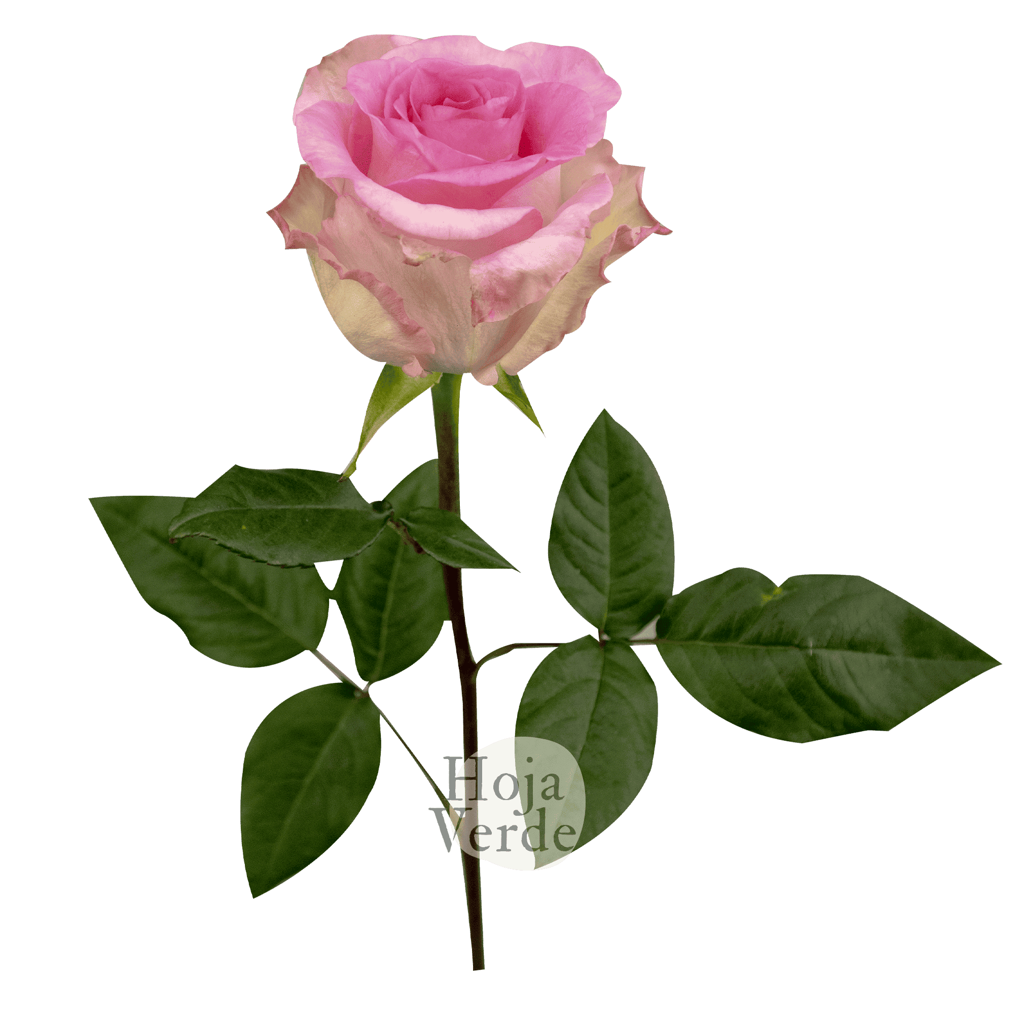 Mandala rose by Hoja Verde, a slightly bicolored Ecuadorian variety with vibrant bubblegum pink petals and soft pink outer edges.