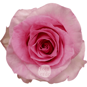 Mandala rose by Hoja Verde, a slightly bicolored Ecuadorian variety with vibrant bubblegum pink petals and soft pink outer edges.