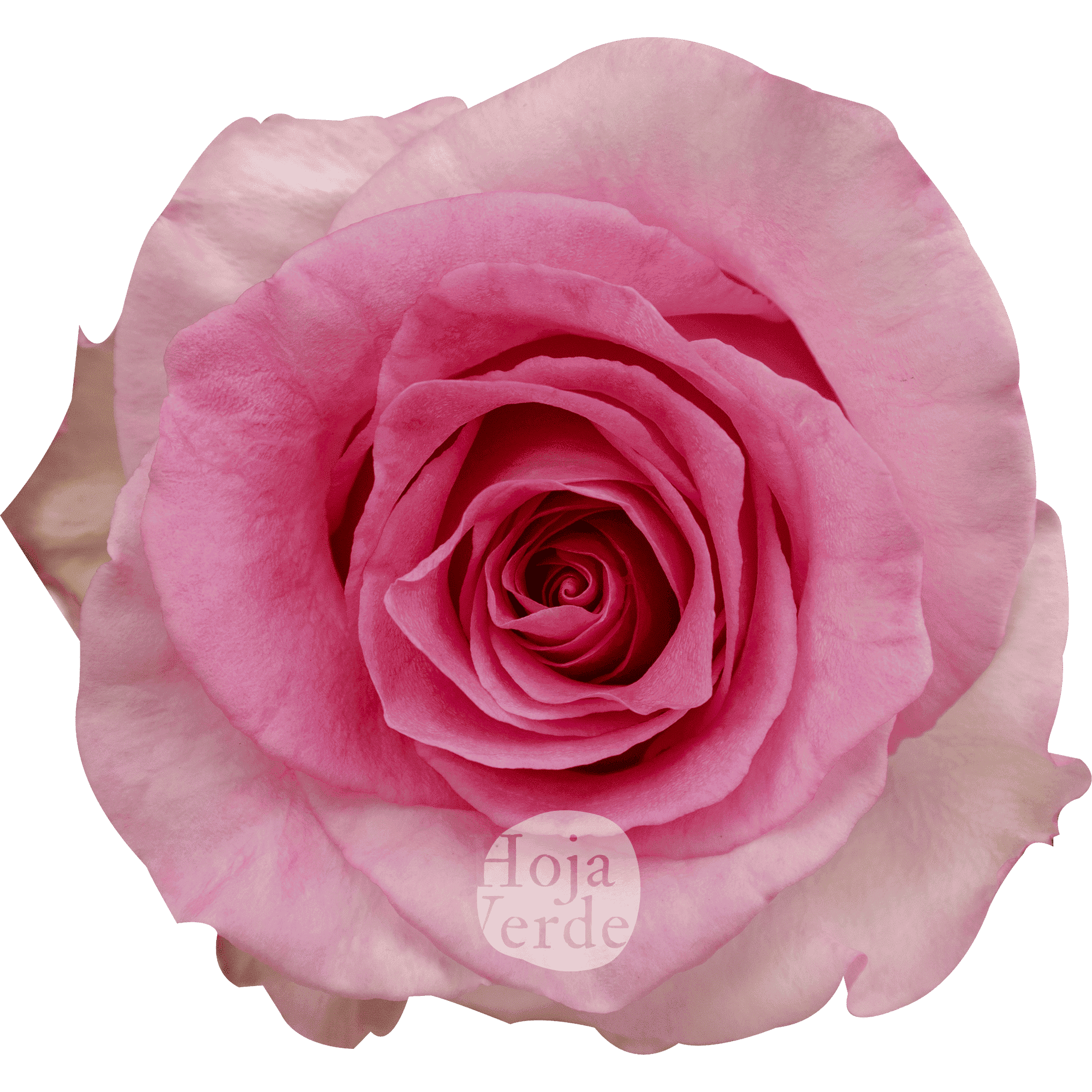 Mandala rose by Hoja Verde, a slightly bicolored Ecuadorian variety with vibrant bubblegum pink petals and soft pink outer edges.
