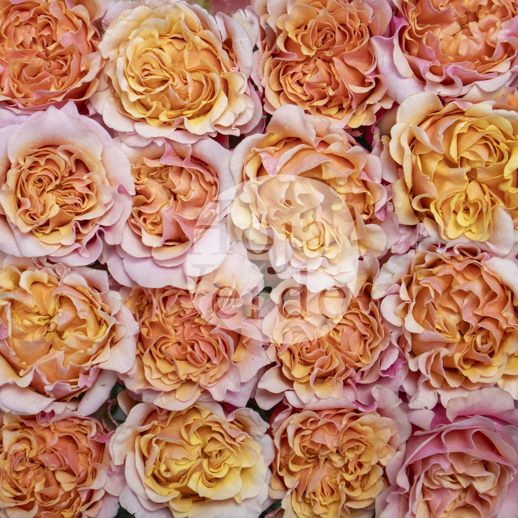 Mayra’s Peach by Hoja Verde – a ruffled garden rose in a soft peach tone with delicate light pink outer petals