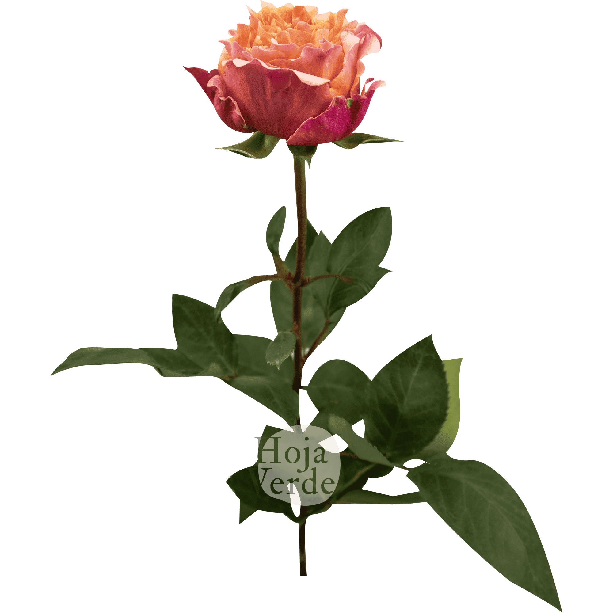Mayra’s Peach by Hoja Verde – a ruffled garden rose in a soft peach tone with delicate light pink outer petals