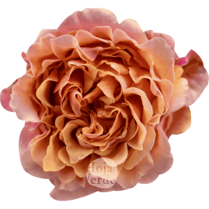 Mayra’s Peach by Hoja Verde – a ruffled garden rose in a soft peach tone with delicate light pink outer petals