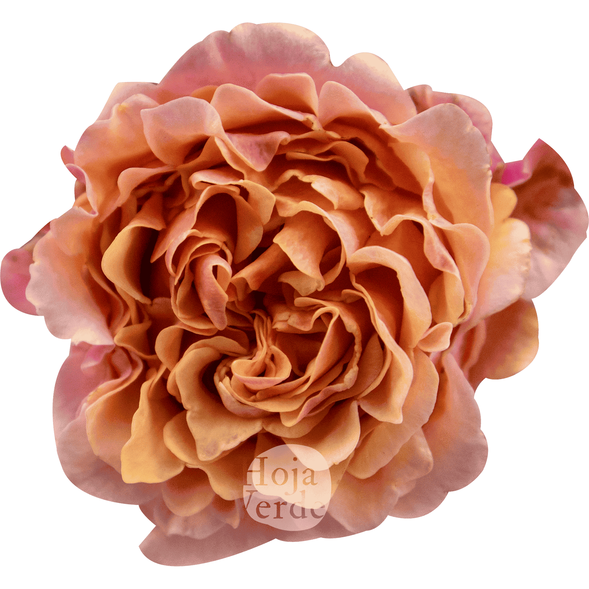 Mayra’s Peach by Hoja Verde – a ruffled garden rose in a soft peach tone with delicate light pink outer petals