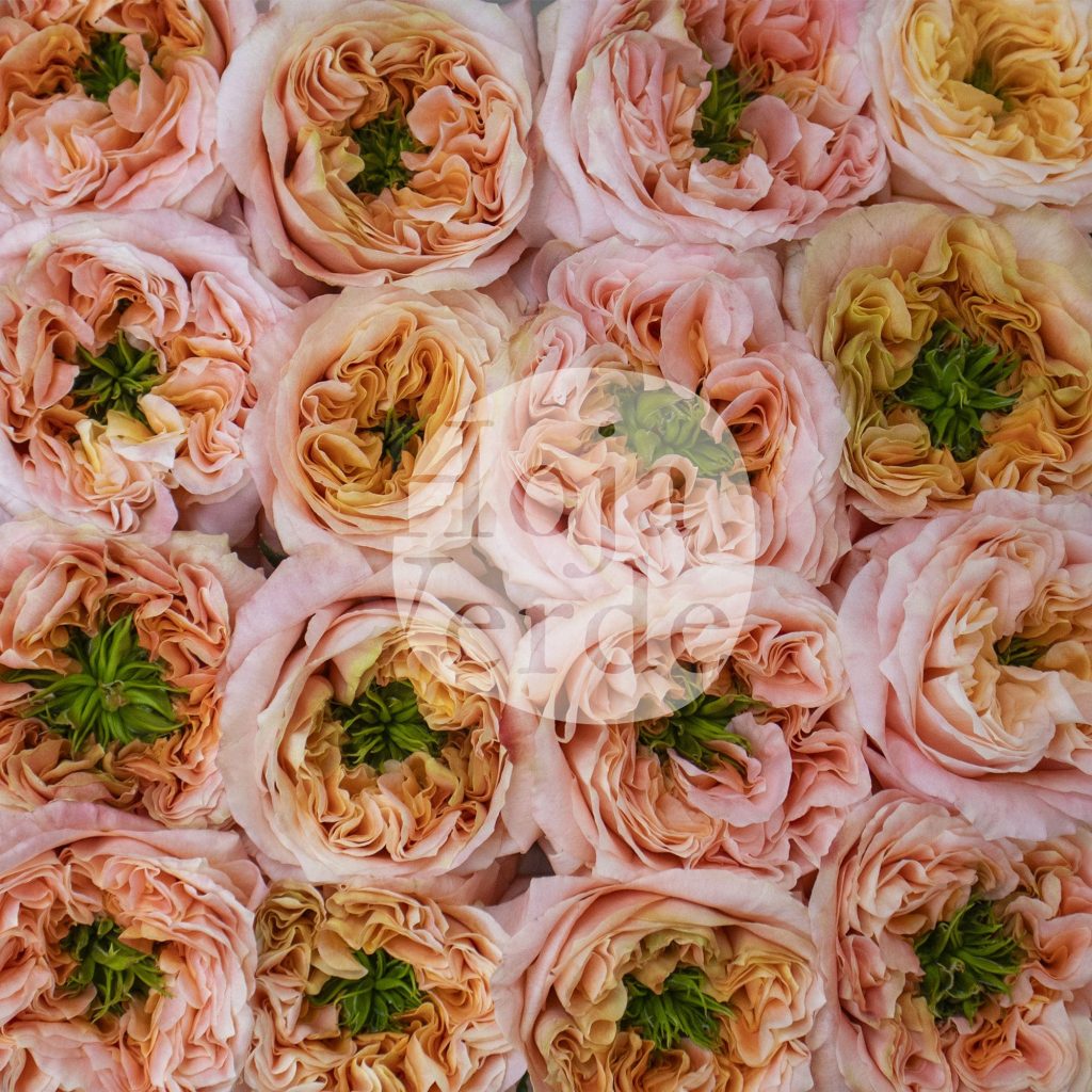 Melon X-pression rose by Hoja Verde, a ruffled garden-style Ecuadorian variety in bold melon tones with a distinctive green-plant centered bloom