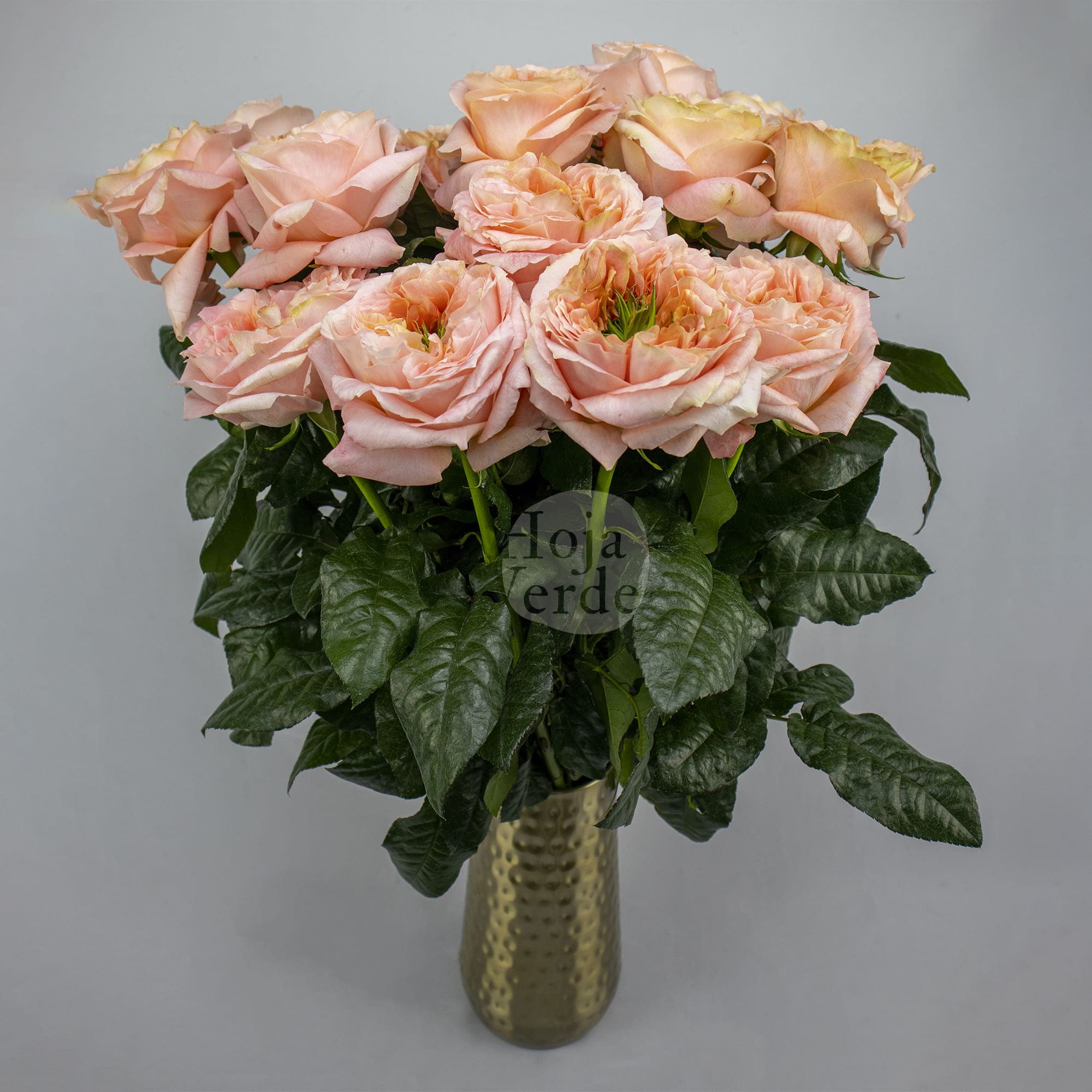 Melon X-pression rose by Hoja Verde, a ruffled garden-style Ecuadorian variety in bold melon tones with a distinctive green-plant centered bloom