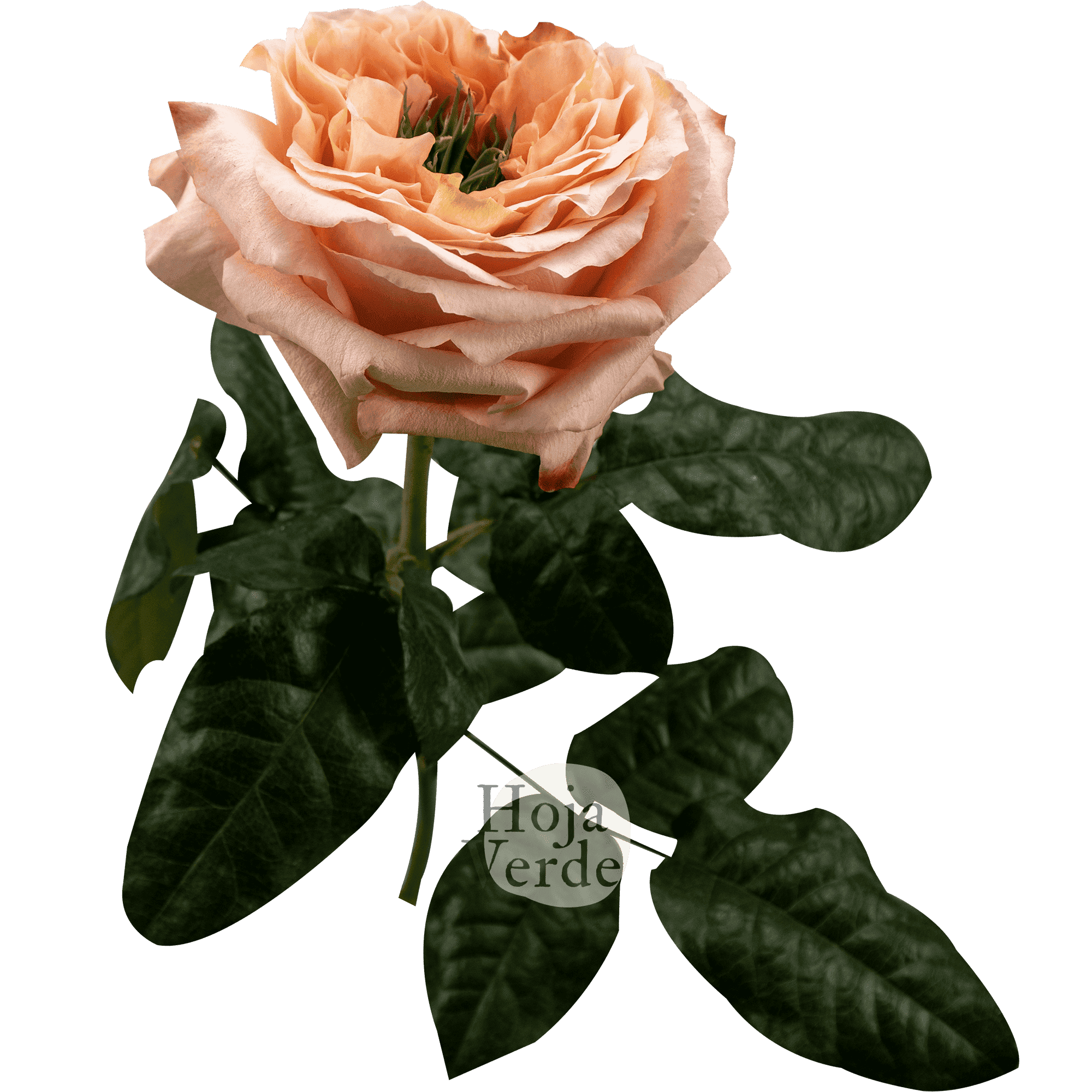 Melon X-pression rose by Hoja Verde, a ruffled garden-style Ecuadorian variety in bold melon tones with a distinctive green-plant centered bloom