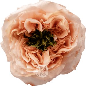 Melon X-pression rose by Hoja Verde, a ruffled garden-style Ecuadorian variety in bold melon tones with a distinctive green-plant centered bloom