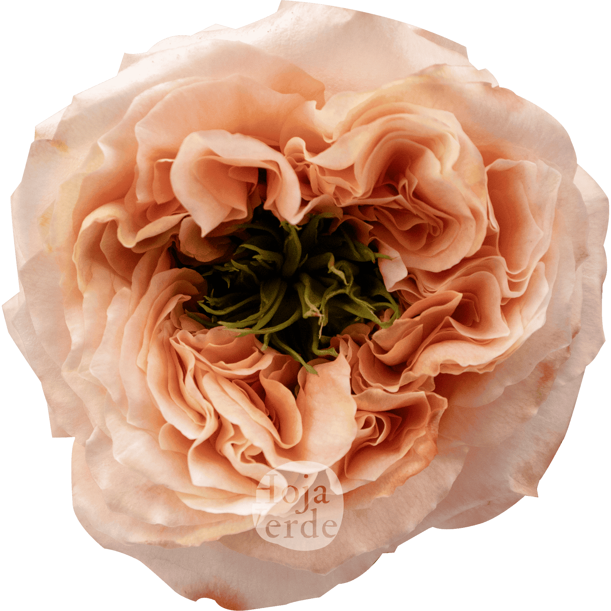 Melon X-pression rose by Hoja Verde, a ruffled garden-style Ecuadorian variety in bold melon tones with a distinctive green-plant centered bloom