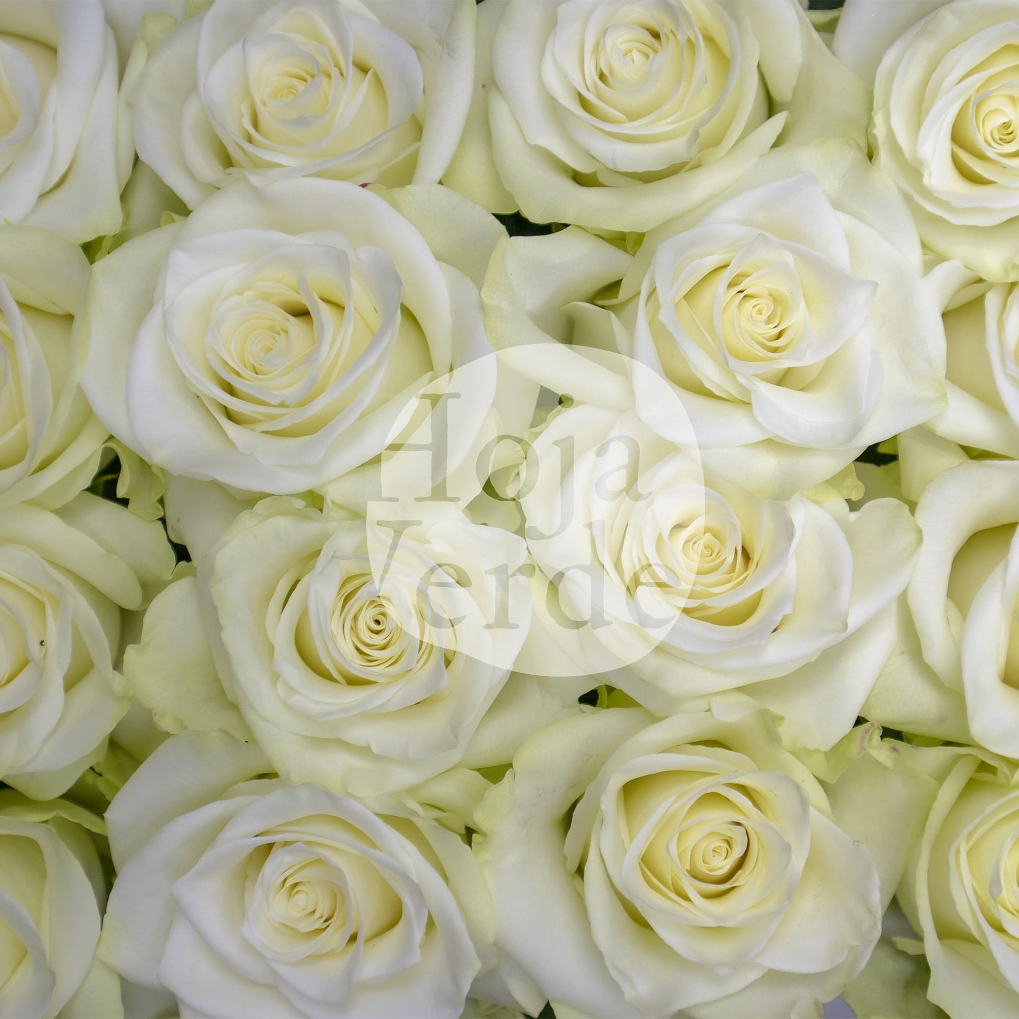 Mia rose by Hoja Verde, an elegant white rose with clean petals and a timeless silhouette