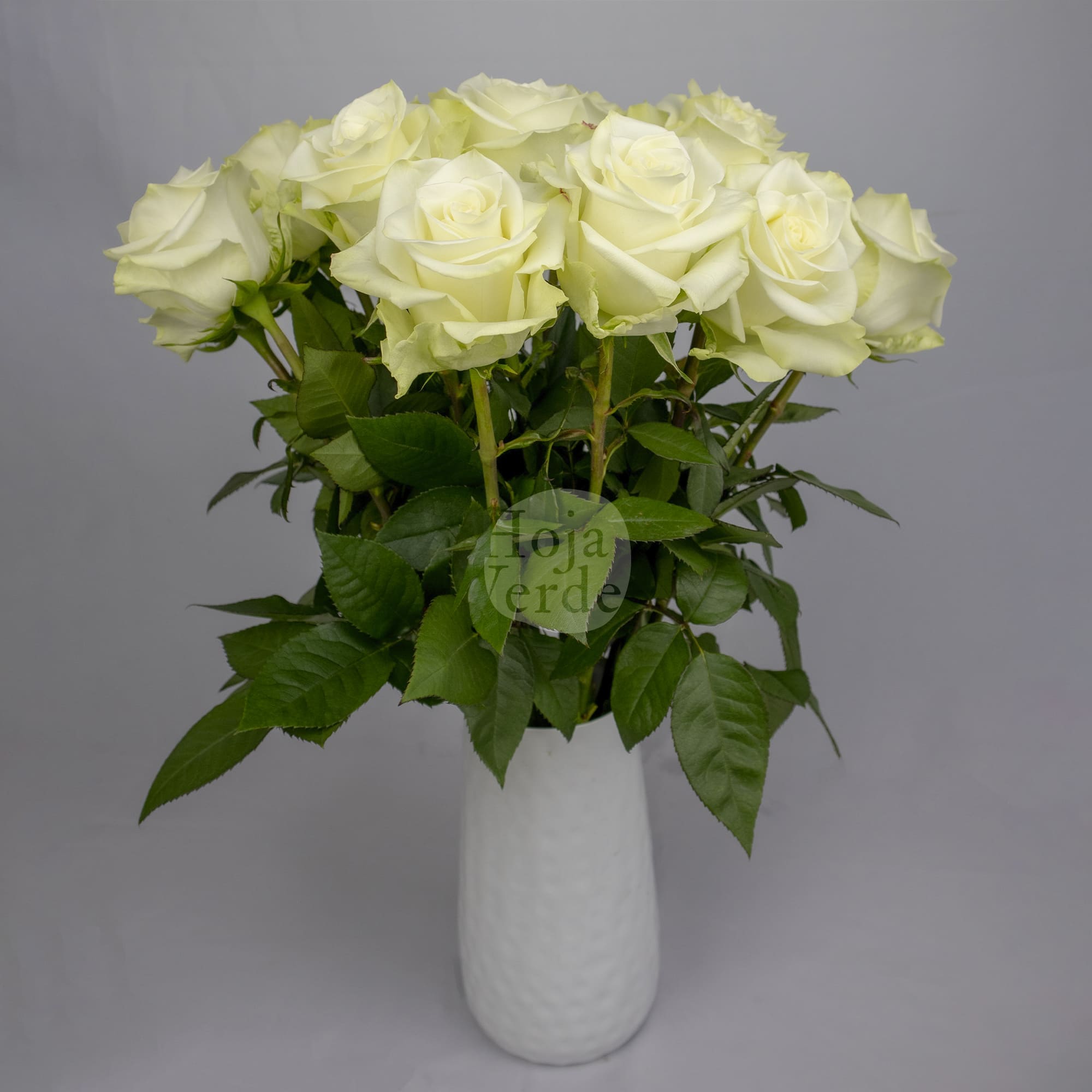 Mia rose by Hoja Verde, an elegant white rose with clean petals and a timeless silhouette