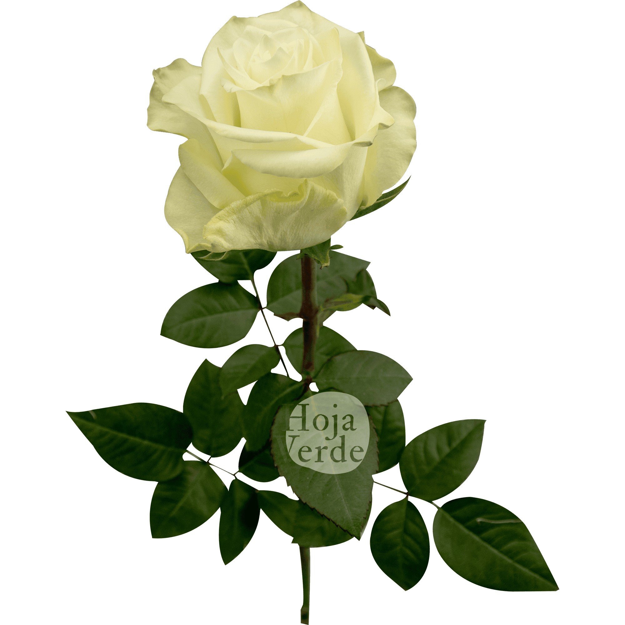 Mia rose by Hoja Verde, an elegant white rose with clean petals and a timeless silhouette
