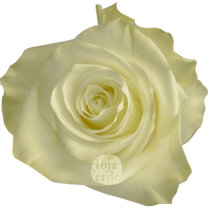 Mia rose by Hoja Verde, an elegant white rose with clean petals and a timeless silhouette