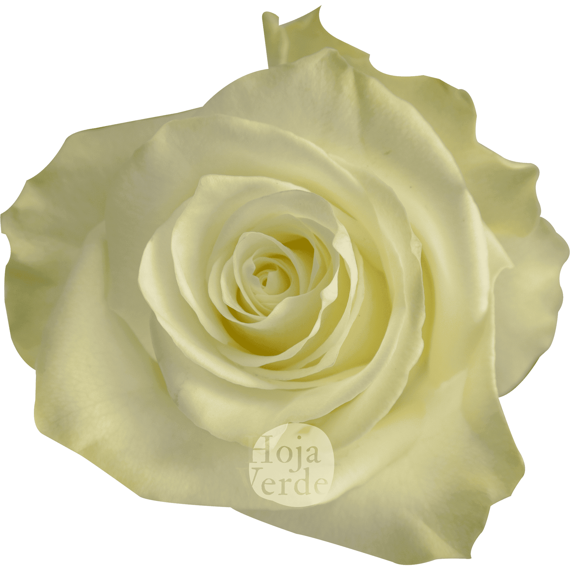Mia rose by Hoja Verde, an elegant white rose with clean petals and a timeless silhouette