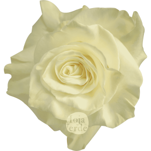 Mondial rose by Hoja Verde, a classic white Ecuadorian rose with pristine petals