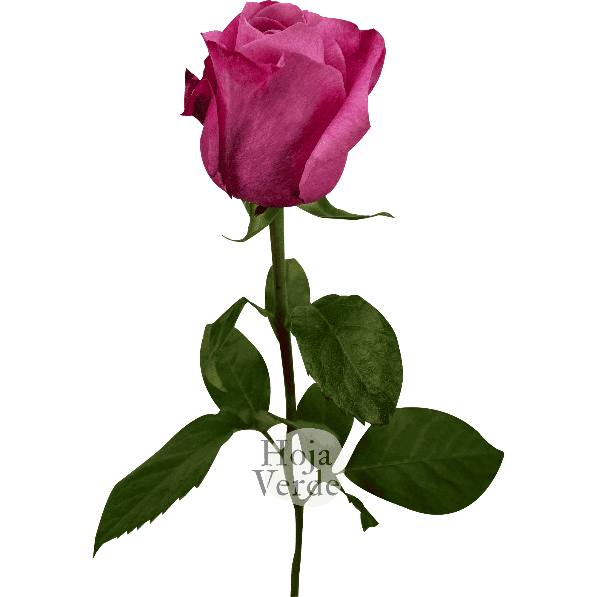 Moody Blues rose by Hoja Verde, a lavender rose with deeper-toned outer petals