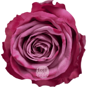 Moody Blues rose by Hoja Verde, a lavender rose with deeper-toned outer petals