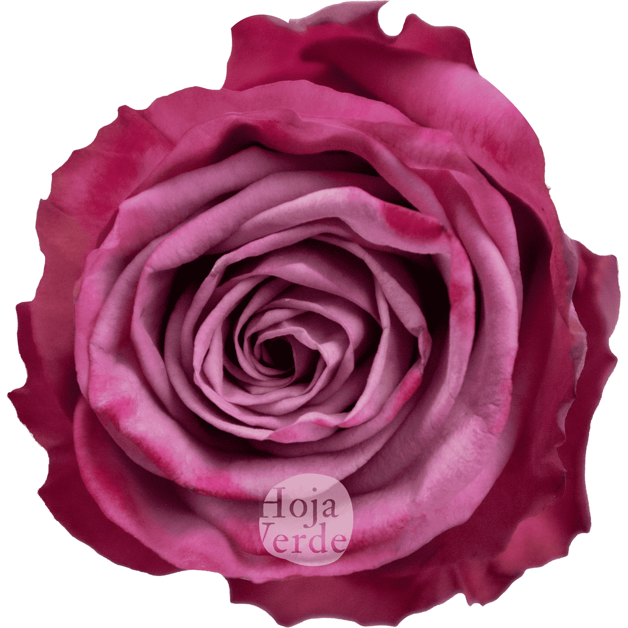 Moody Blues rose by Hoja Verde, a lavender rose with deeper-toned outer petals
