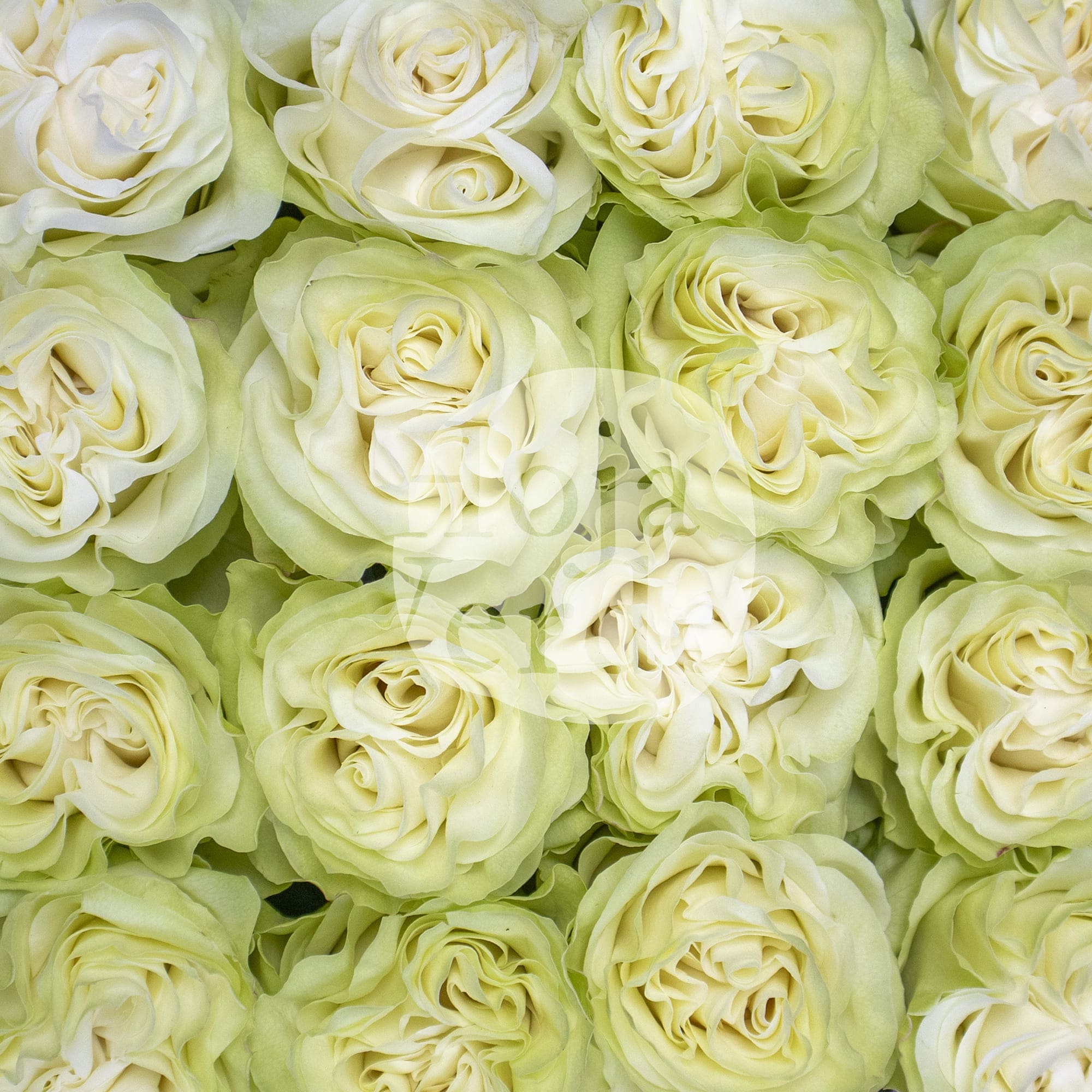 Moonstone rose by Hoja Verde – pure white rose with a subtle pale mint green hue