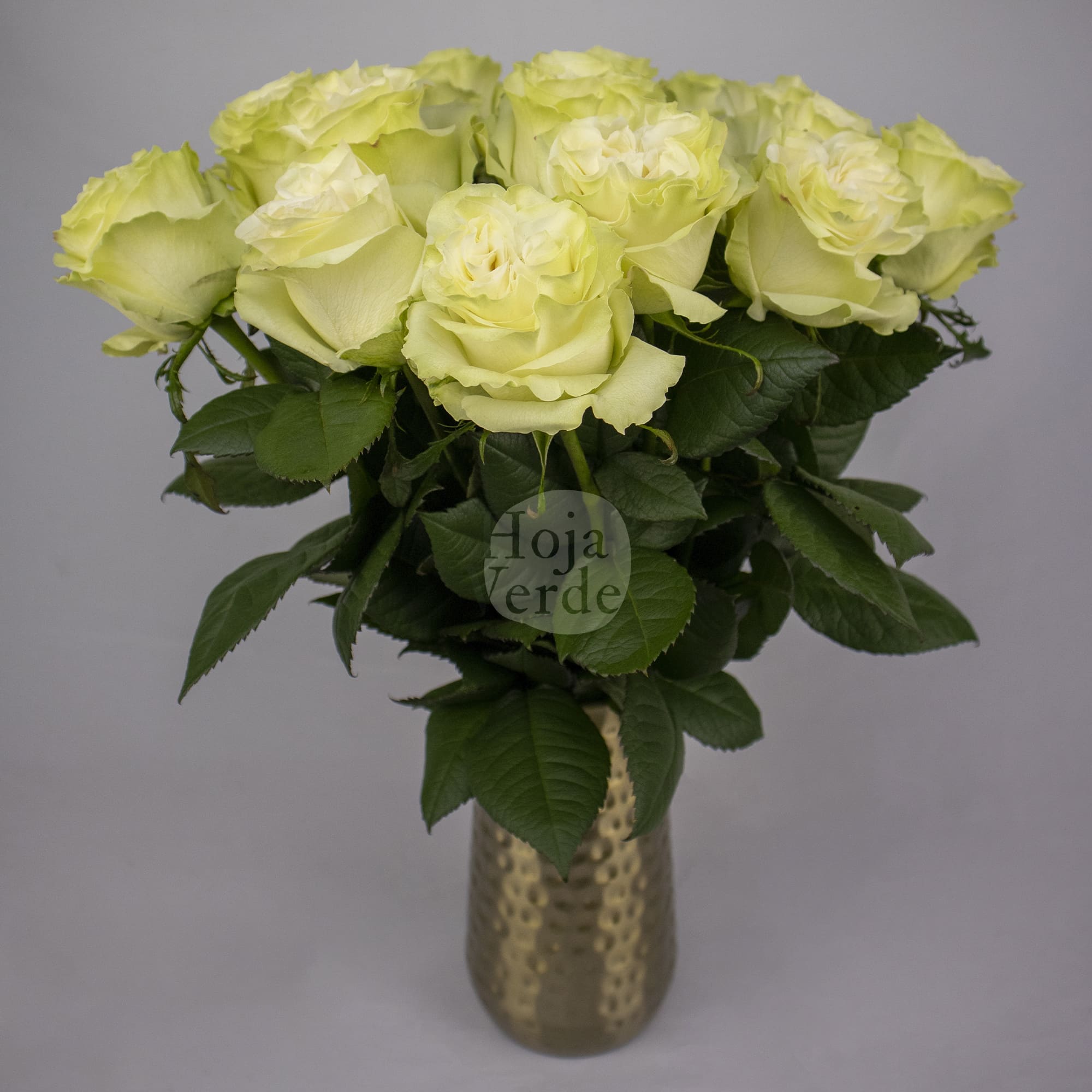 Moonstone rose by Hoja Verde – pure white rose with a subtle pale mint green hue