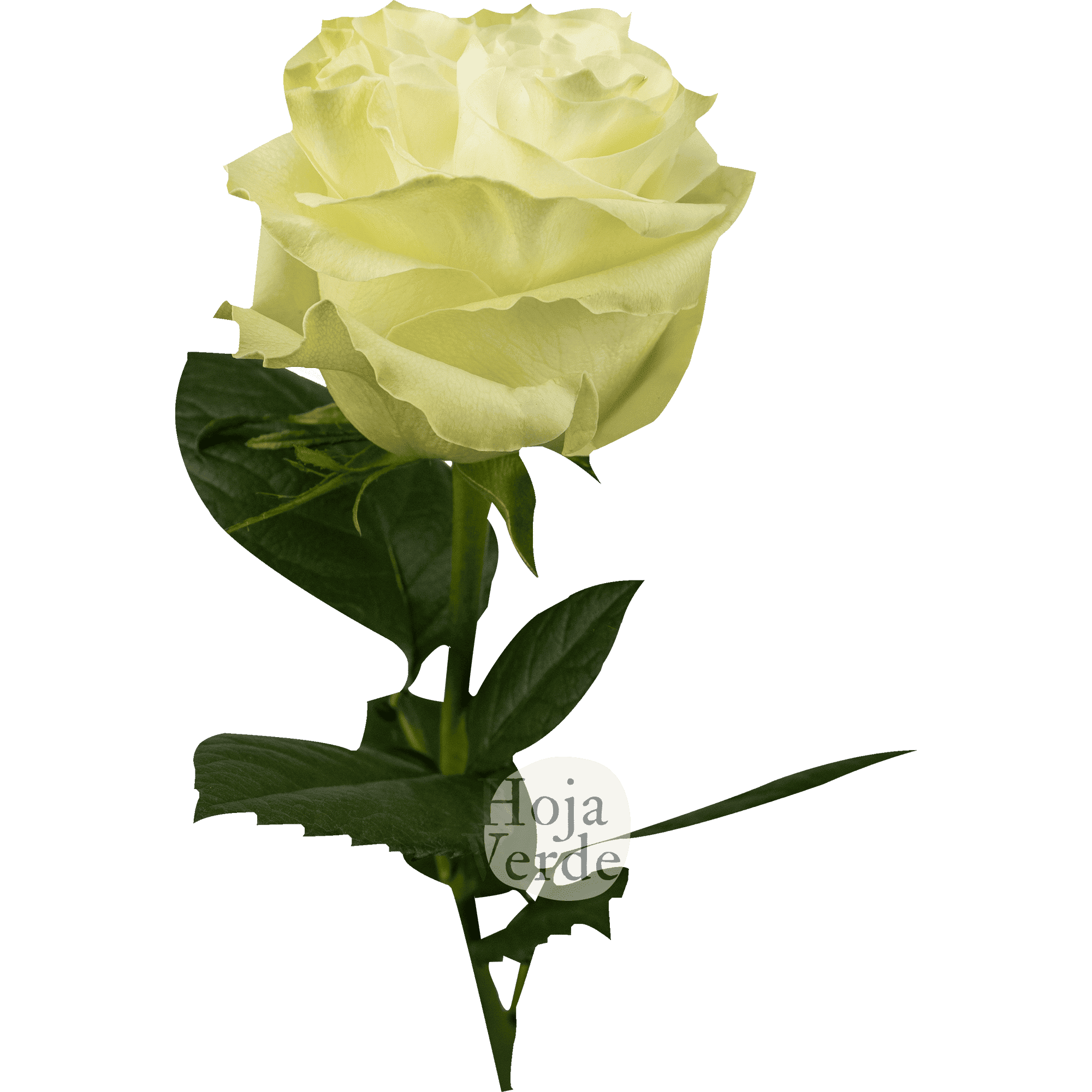 Moonstone rose by Hoja Verde – pure white rose with a subtle pale mint green hue