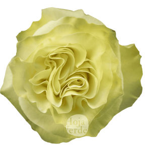 Moonstone rose by Hoja Verde – pure white rose with a subtle pale mint green hue