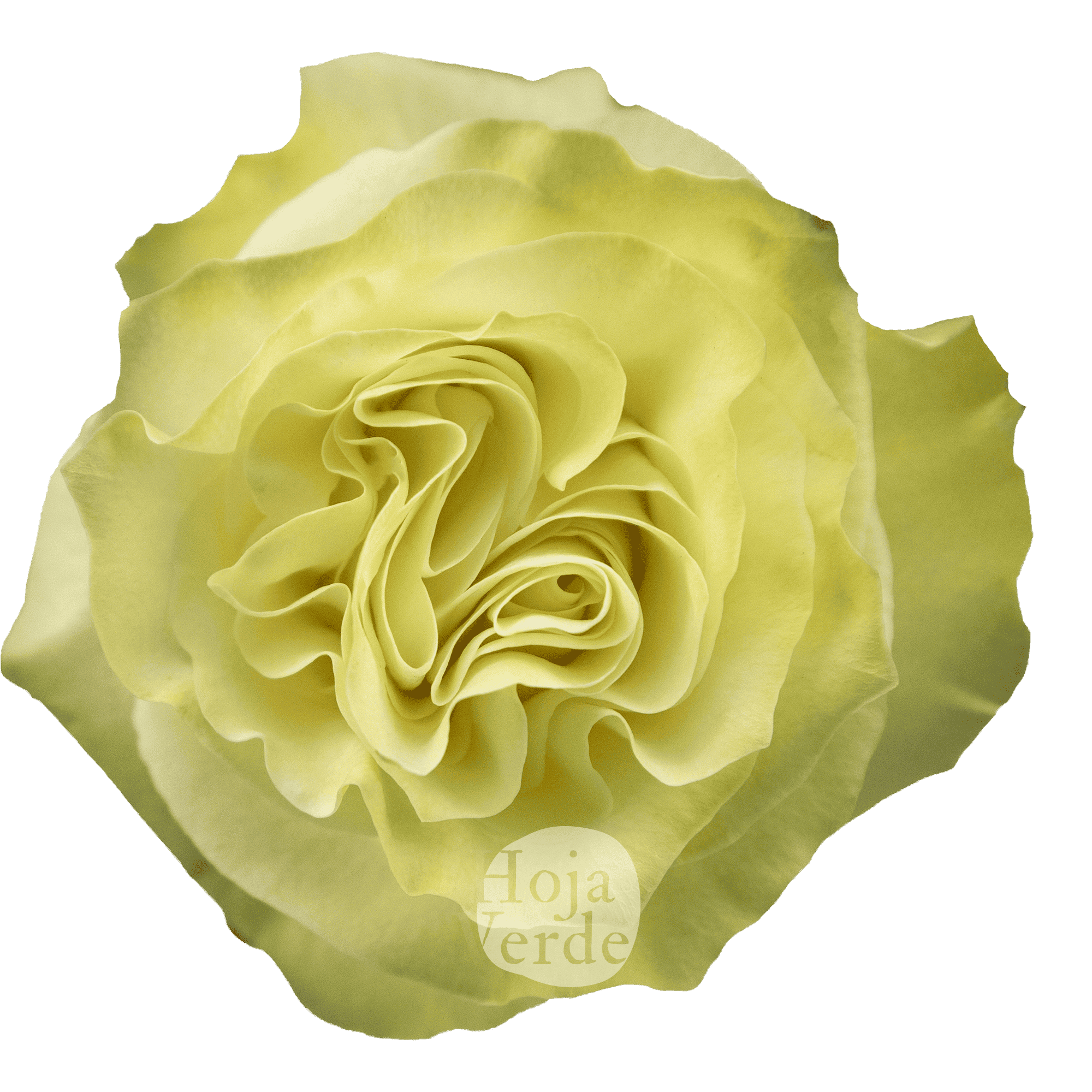Moonstone rose by Hoja Verde – pure white rose with a subtle pale mint green hue