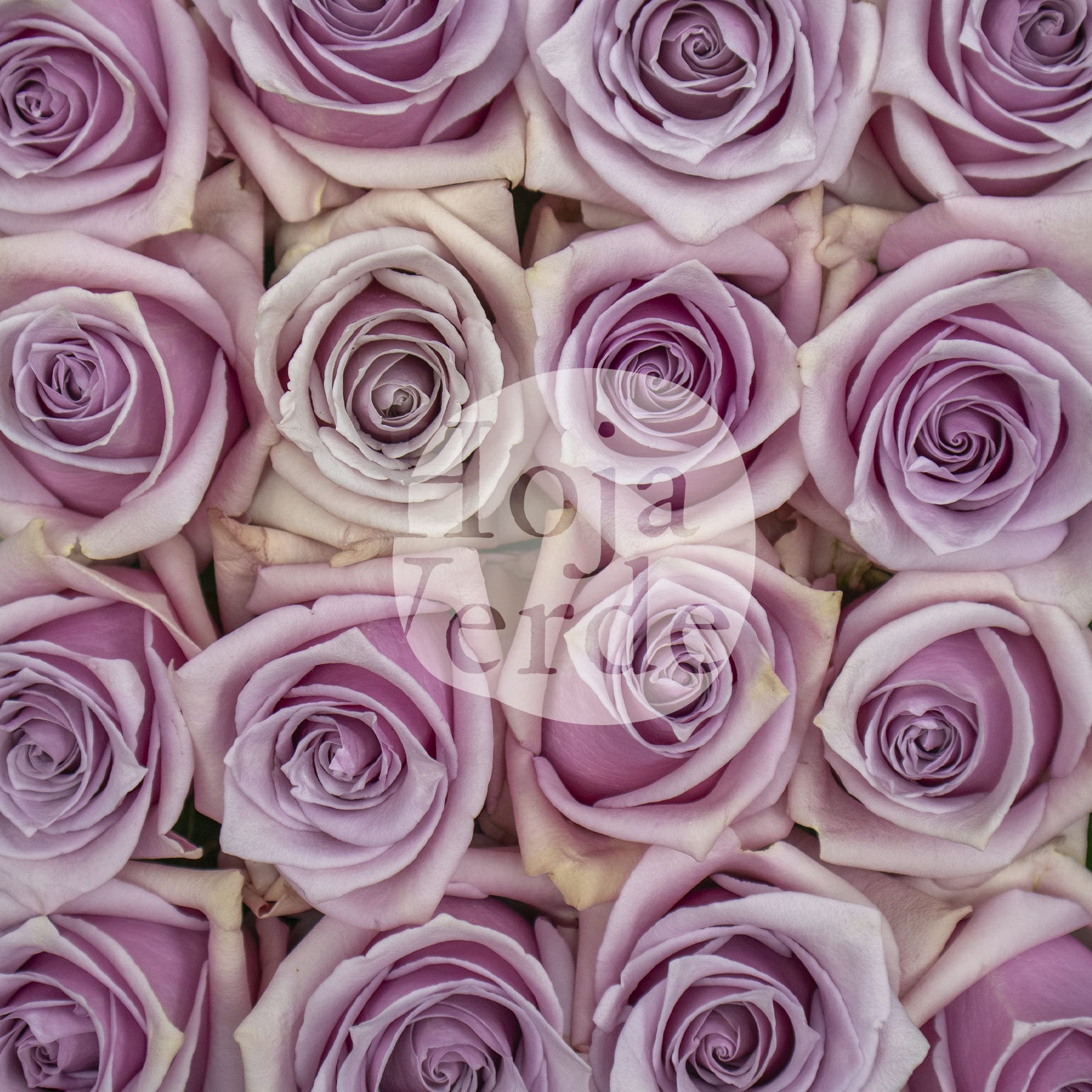 Nautica rose by Hoja Verde, a soft lavender-pink variety with a delicate, graceful shape and velvety petals.