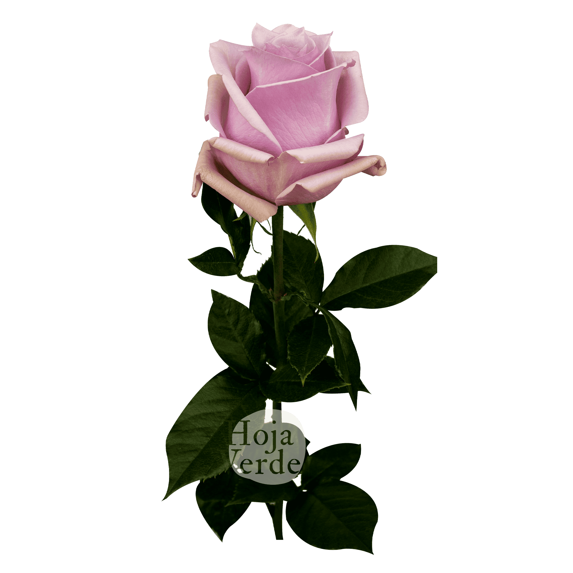 Nautica rose by Hoja Verde, a soft lavender-pink variety with a delicate, graceful shape and velvety petals.
