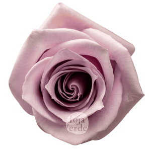 Nautica rose by Hoja Verde, a soft lavender-pink variety with a delicate, graceful shape and velvety petals.