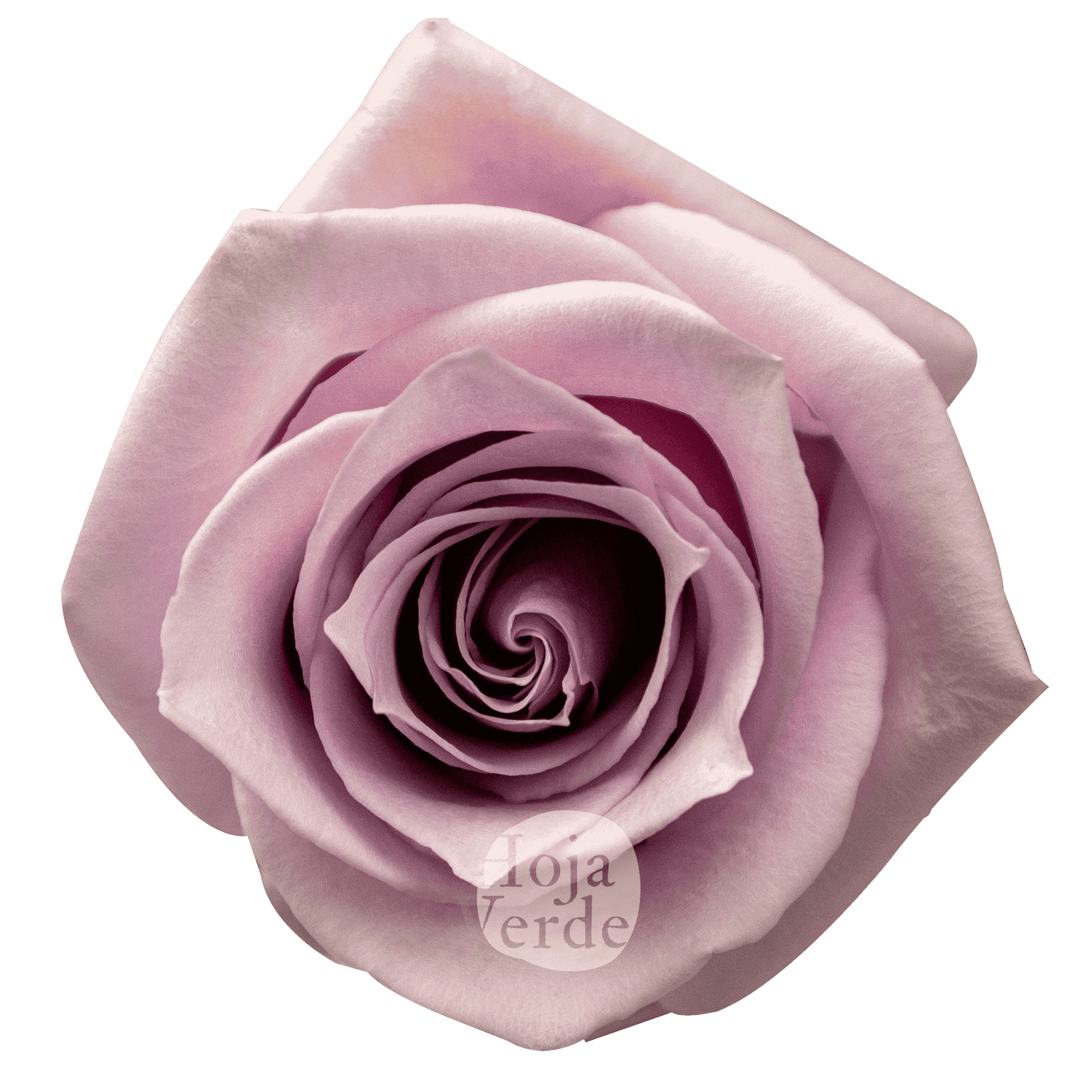 Nautica rose by Hoja Verde, a soft lavender-pink variety with a delicate, graceful shape and velvety petals.