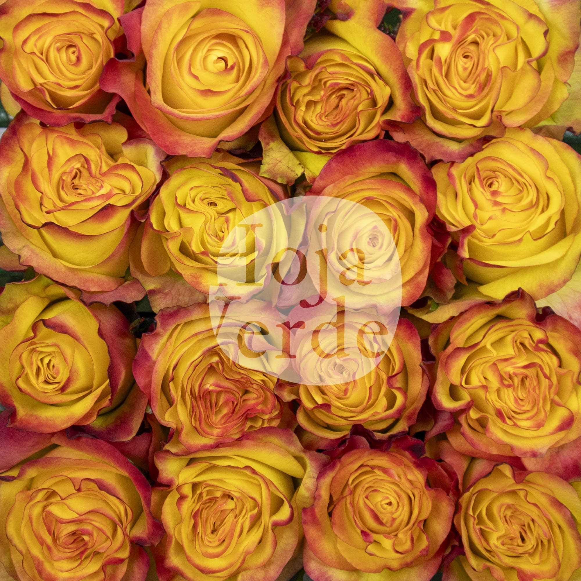 Newsflash by Hoja Verde, a vibrant bi-colored rose with bold yellow petals and vivid red edges.