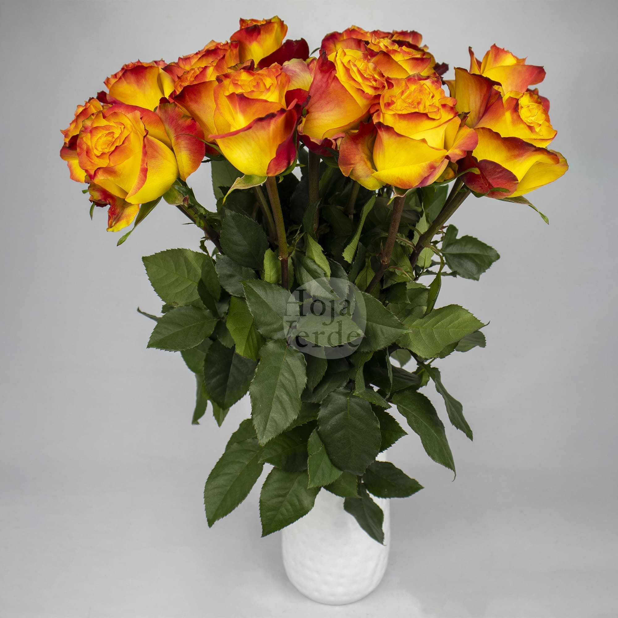 Newsflash by Hoja Verde, a vibrant bi-colored rose with bold yellow petals and vivid red edges.