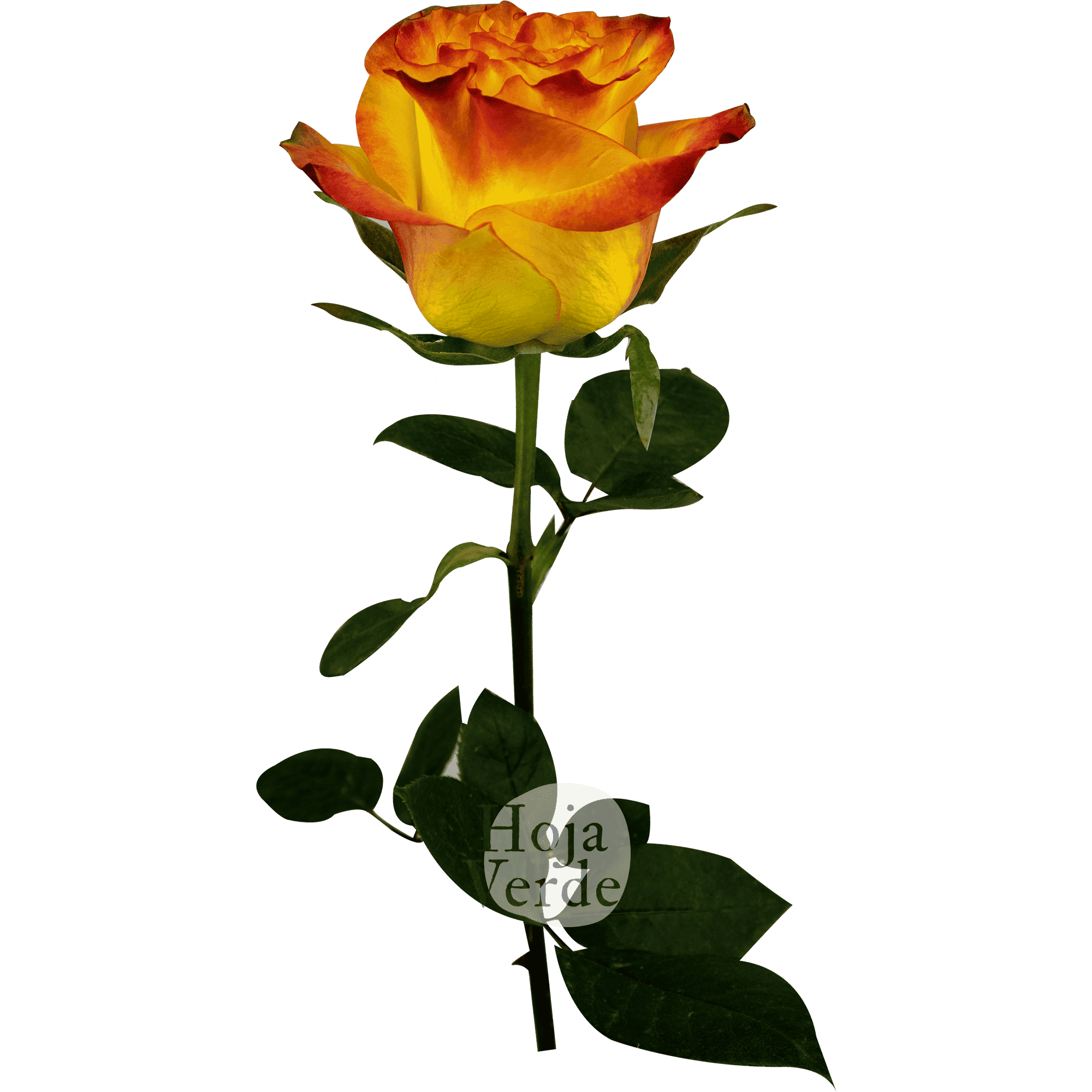 Newsflash by Hoja Verde, a vibrant bi-colored rose with bold yellow petals and vivid red edges.