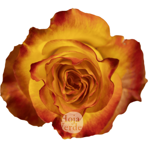 Newsflash by Hoja Verde, a vibrant bi-colored rose with bold yellow petals and vivid red edges.