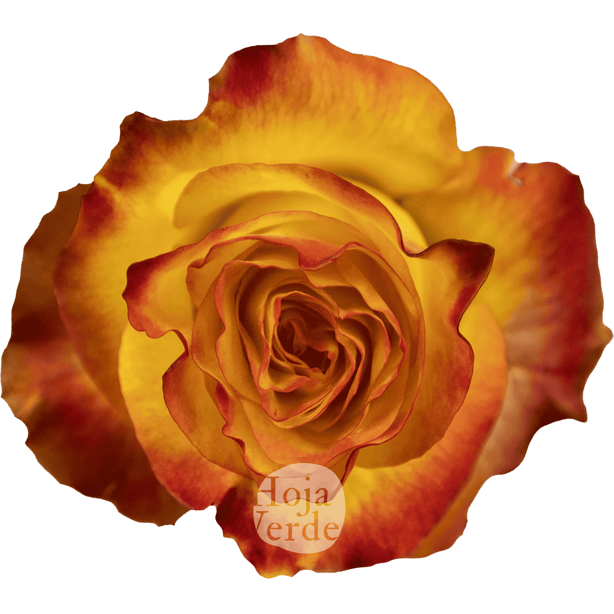 Newsflash by Hoja Verde, a vibrant bi-colored rose with bold yellow petals and vivid red edges.
