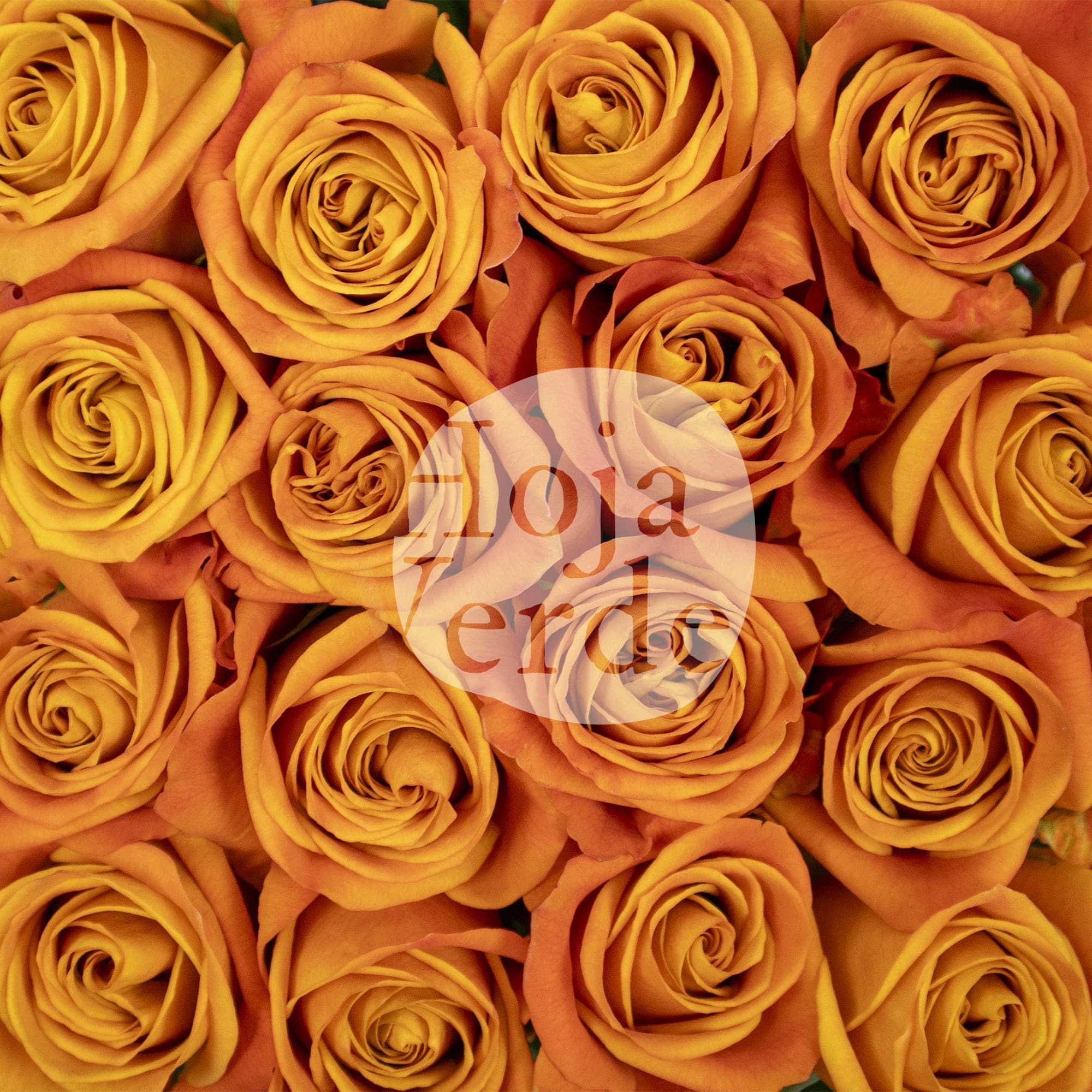 Nexus rose by Hoja Verde, vibrant orange rose with bold color and strong form