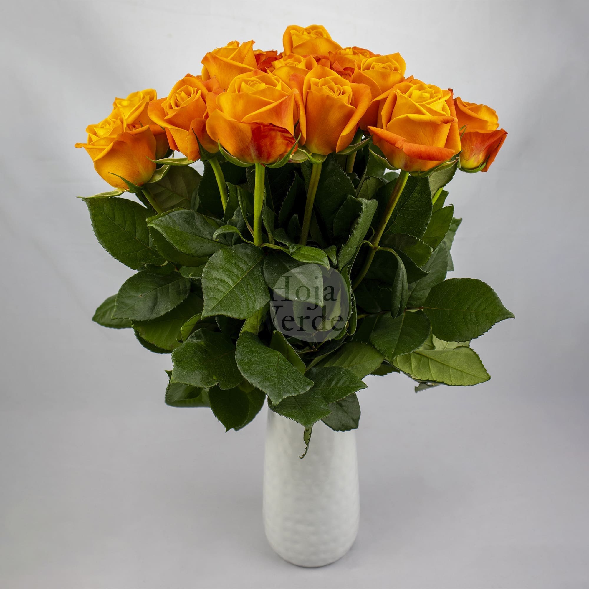 Nexus rose by Hoja Verde, vibrant orange rose with bold color and strong form