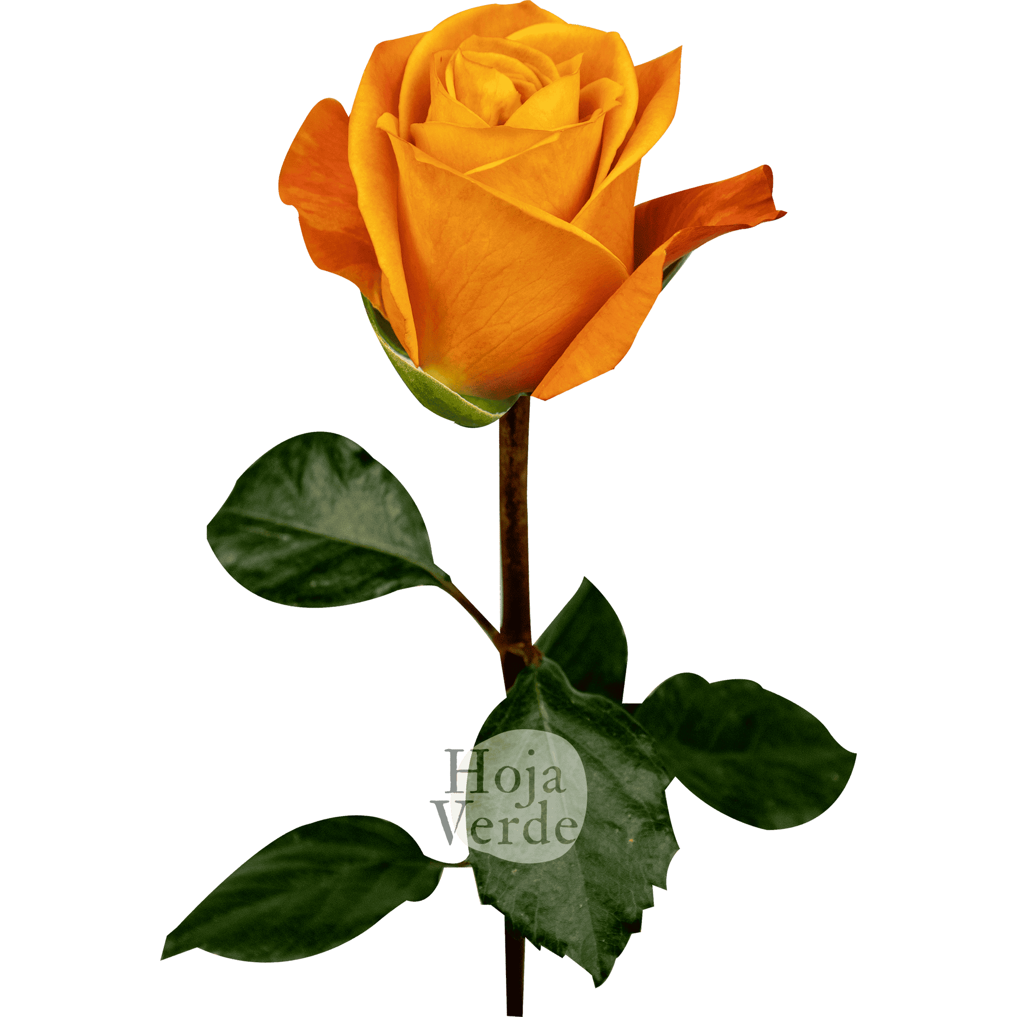 Nexus rose by Hoja Verde, vibrant orange rose with bold color and strong form