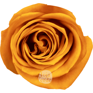 Nexus rose by Hoja Verde, vibrant orange rose with bold color and strong form