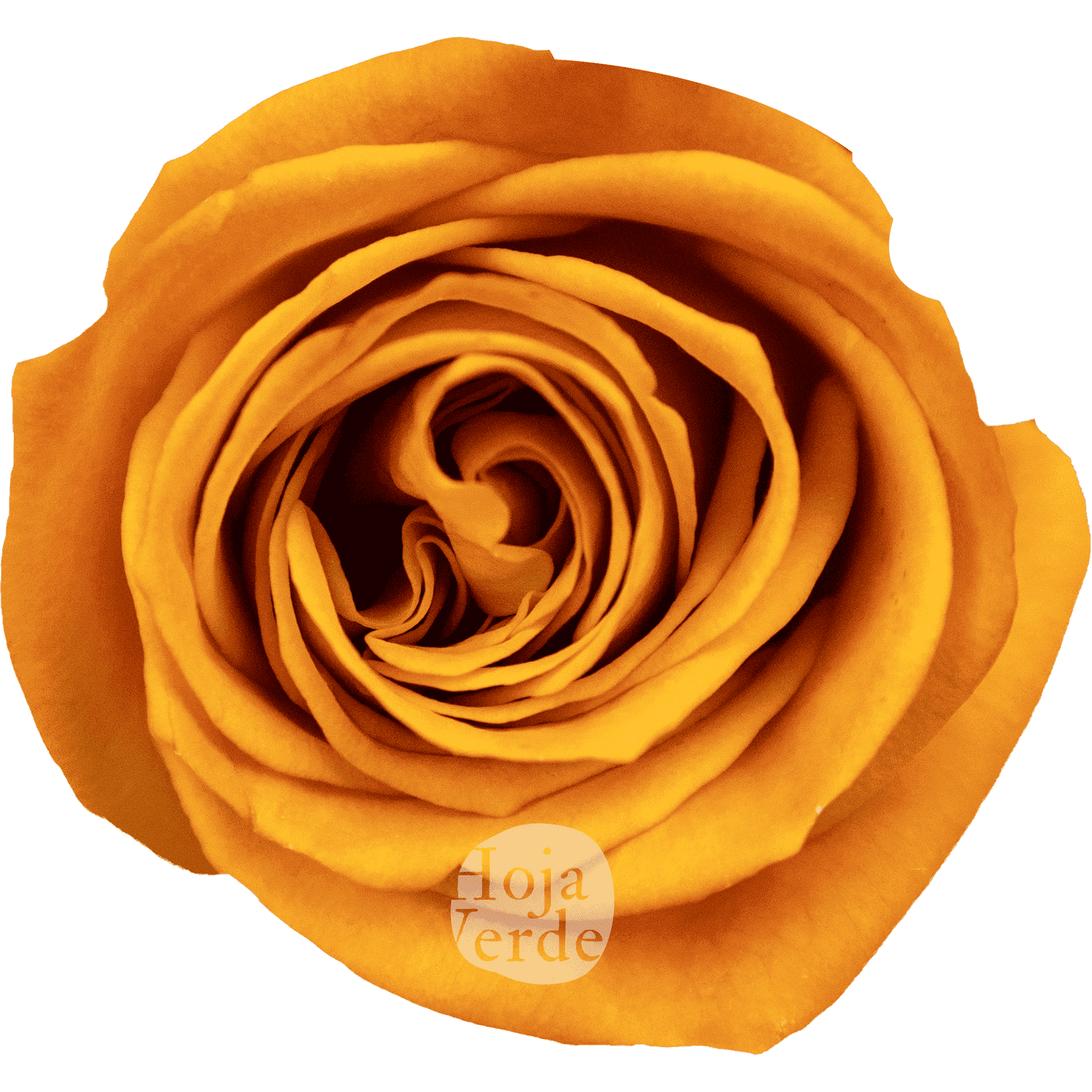 Nexus rose by Hoja Verde, vibrant orange rose with bold color and strong form
