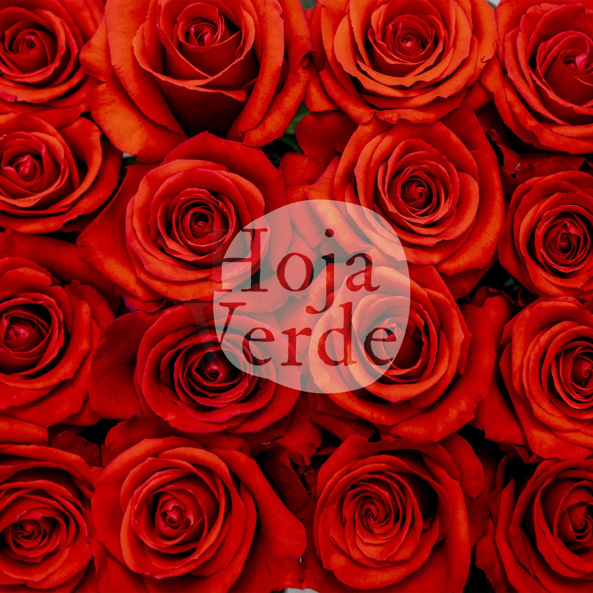 Nina rose by Hoja Verde, a striking reddish burnt orange variety with earthy undertones and a classic rose shape