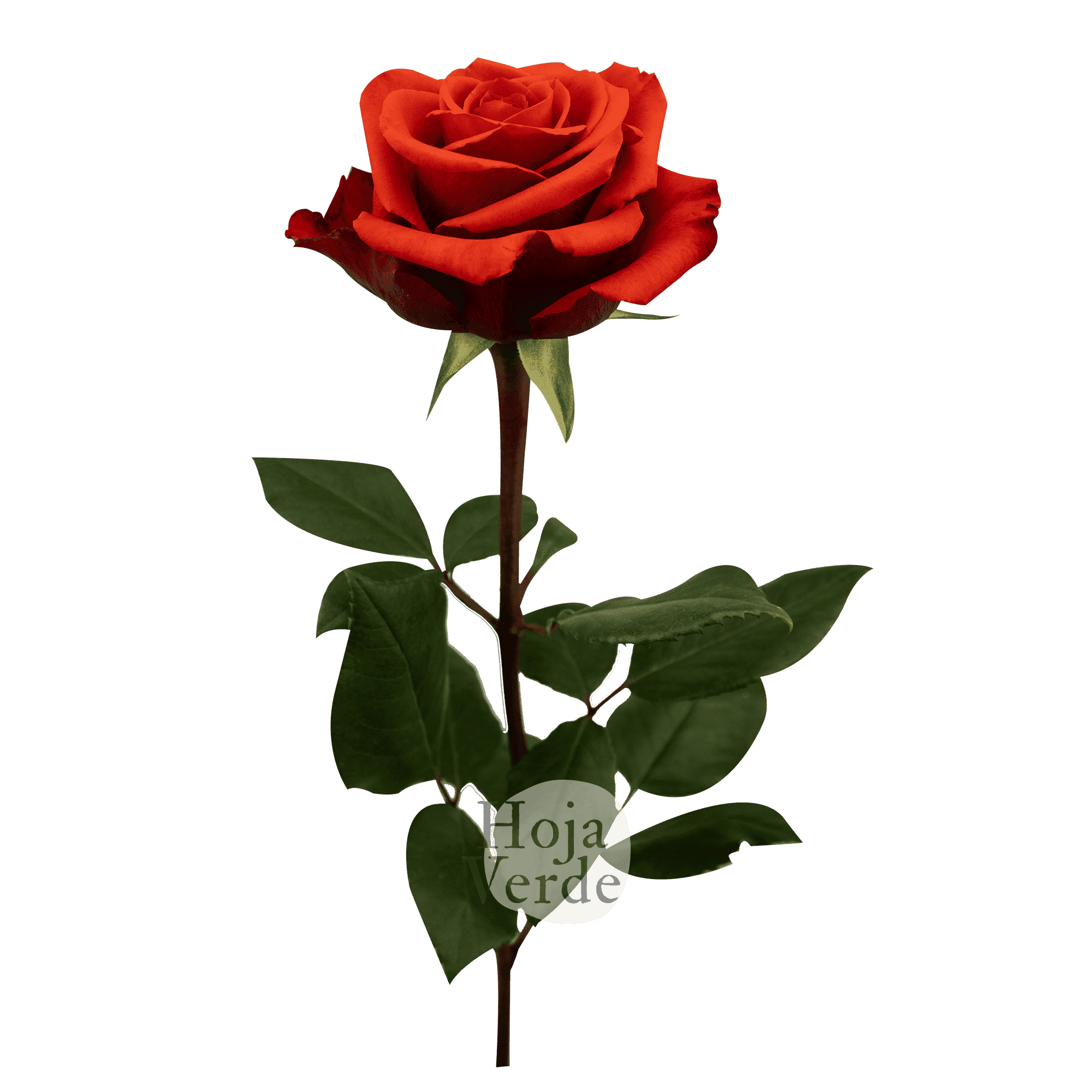Nina rose by Hoja Verde, a striking reddish burnt orange variety with earthy undertones and a classic rose shape