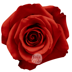 Nina rose by Hoja Verde, a striking reddish burnt orange variety with earthy undertones and a classic rose shape