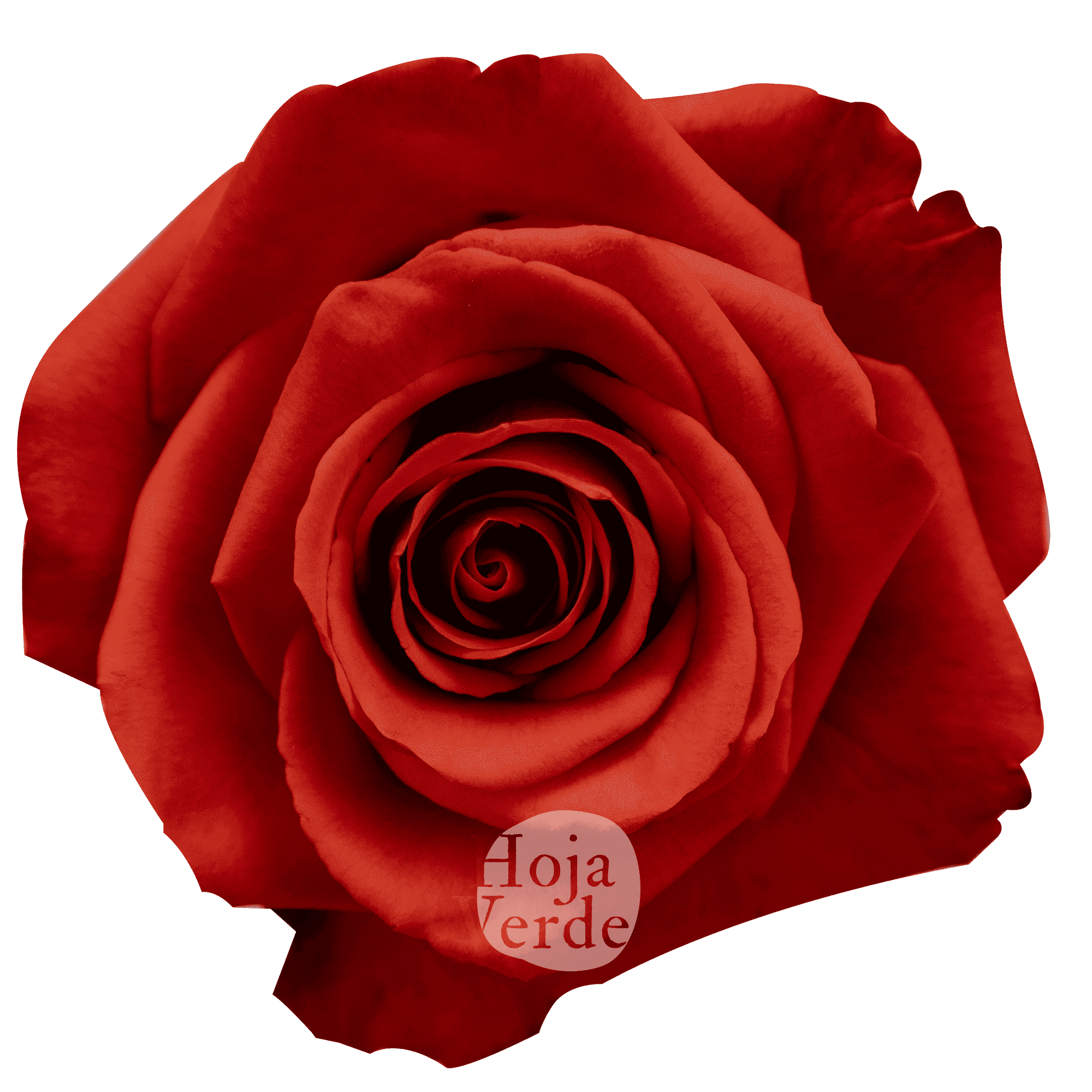 Nina rose by Hoja Verde, a striking reddish burnt orange variety with earthy undertones and a classic rose shape